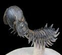 Flying Crotalocephalina Trilobite - Huge Specimen! #39149-4